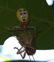 Poecilothomisus speciosus