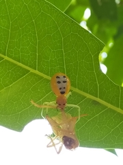Poecilothomisus speciosus
