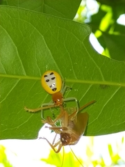 Poecilothomisus speciosus