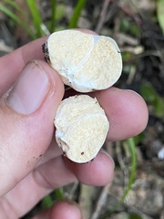 Russula osphranticarpa