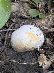 Russula osphranticarpa
