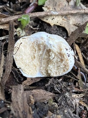 Russula osphranticarpa