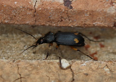 Chlaenius flaviguttatus