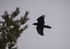 Corvus corax