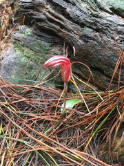 Pterostylis coccina