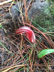 Pterostylis coccina
