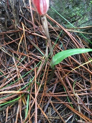 Pterostylis coccina