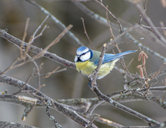 Cyanistes caeruleus