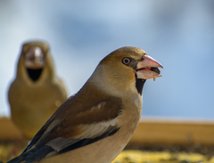 Coccothraustes coccothraustes