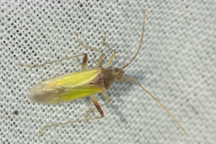 Creontiades pallidus