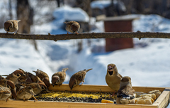 Coccothraustes coccothraustes