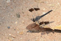 Brachythemis leucosticta