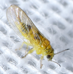 Blastopsylla occidentalis