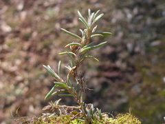Scleranthus perennis