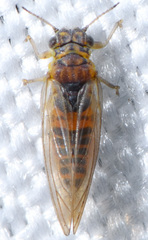 Blastopsylla occidentalis