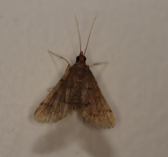 Piletocera macroperalis