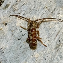 Eupogonius tomentosus