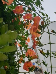 Campsis grandiflora