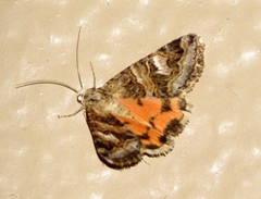 Drasteria mirifica