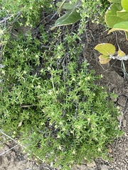 Galium catalinense
