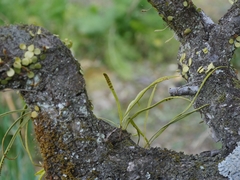 Lepisorus thunbergianus