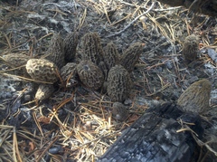 Morchella tomentosa