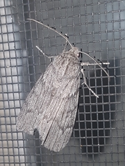Harpagocnema eremoplana