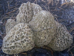 Morchella tomentosa