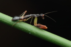 Odontomantis