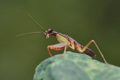 Odontomantis