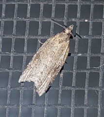 Constrictana constrictana