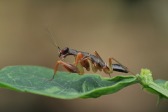 Odontomantis