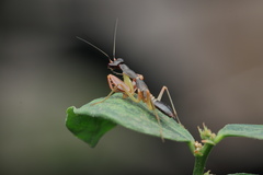 Odontomantis