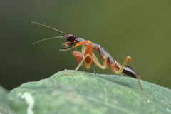Odontomantis
