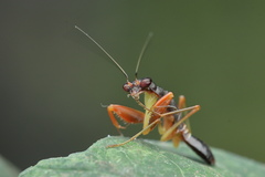 Odontomantis