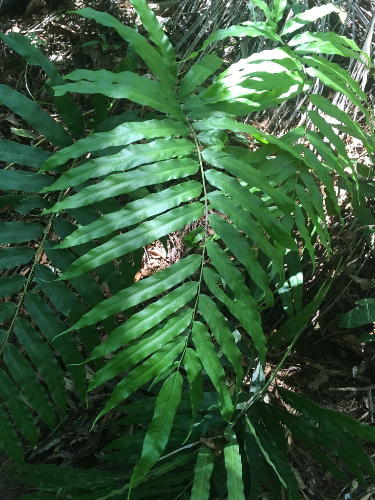 Pteris grandifolia