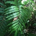 Pteris grandifolia - Photo (c) Ashley M Bradford, algunos derechos reservados (CC BY-NC), subido por Ashley M Bradford