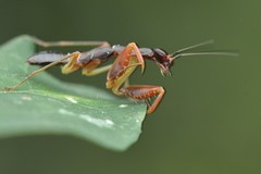Odontomantis