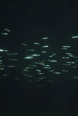 Spratelloides robustus