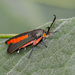 Sesiinae - Photo (c) Greg Lasley, some rights reserved (CC BY-NC), uploaded by Greg Lasley