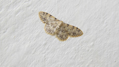 Idaea contiguaria