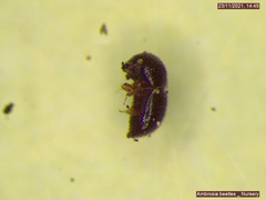 Xylosandrus compactus