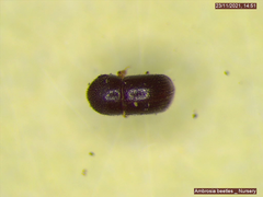 Xylosandrus compactus