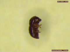 Xylosandrus compactus