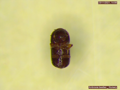 Xylosandrus compactus