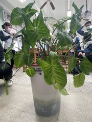 Syngonium