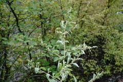 Atriplex rosea