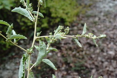 Atriplex rosea