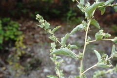 Atriplex rosea