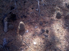 Morchella tomentosa